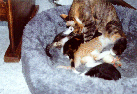Het warme nest, moeder met 4 katjes